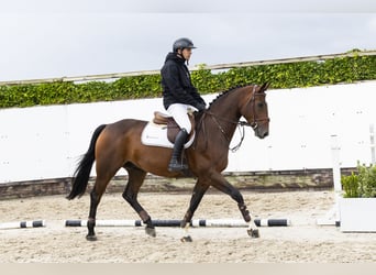 Oldenburg, Gelding, 5 years, 16,1 hh, Brown
