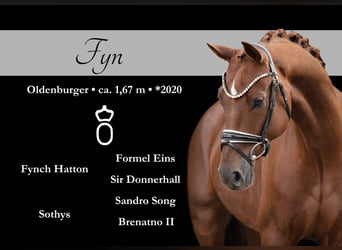 Oldenburg, Gelding, 5 years, 16,1 hh, Chestnut Oldenburg, Gelding, 5 years, 16,1 hh, Chestnut