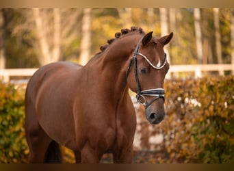 Oldenburg, Gelding, 5 years, 16,1 hh, Chestnut Oldenburg, Gelding, 5 years, 16,1 hh, Chestnut