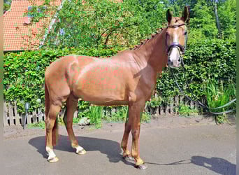Oldenburg, Gelding, 5 years, 16,1 hh, Chestnut