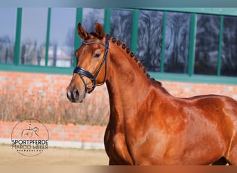 Oldenburg, Gelding, 5 years, 16,1 hh, Chestnut-Red