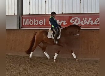 Oldenburg, Gelding, 5 years, 16,1 hh, Chestnut-Red