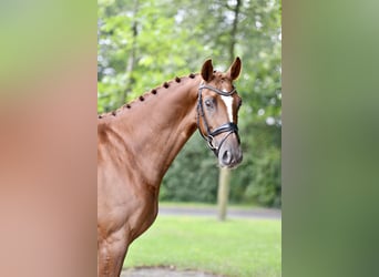 Oldenburg, Gelding, 5 years, 16,1 hh, Chestnut-Red