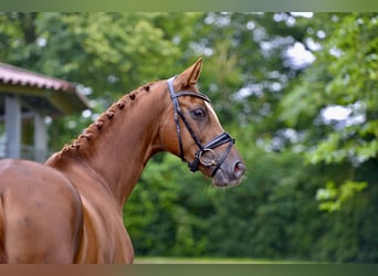 Oldenburg, Gelding, 5 years, 16,1 hh, Chestnut-Red