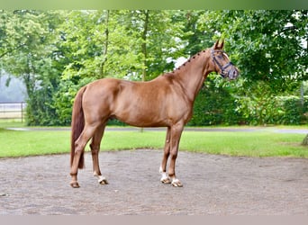 Oldenburg, Gelding, 5 years, 16,1 hh, Chestnut-Red