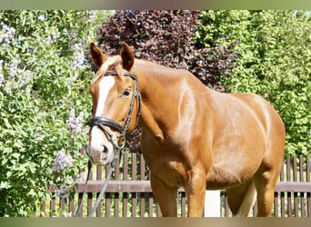 Oldenburg, Gelding, 5 years, 16,1 hh, Chestnut-Red