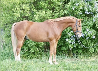 Oldenburg, Gelding, 5 years, 16,1 hh, Chestnut-Red