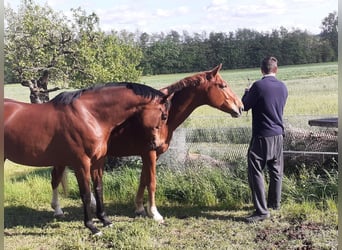 Oldenburg, Gelding, 5 years, 16,1 hh, Chestnut-Red