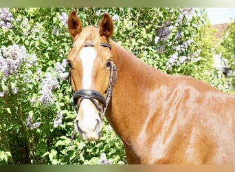 Oldenburg, Gelding, 5 years, 16,1 hh, Chestnut-Red