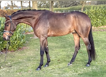 Oldenburg, Gelding, 5 years, 16,1 hh