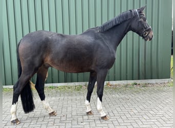 Oldenburg, Gelding, 5 years, 16,2 hh, Bay-Dark