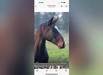 Oldenburg, Gelding, 5 years, 16,2 hh, Bay-Dark