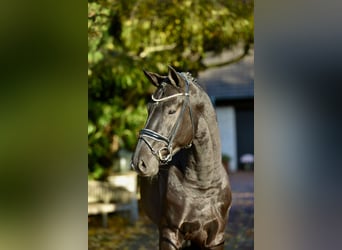 Oldenburg, Gelding, 5 years, 16,2 hh, Black