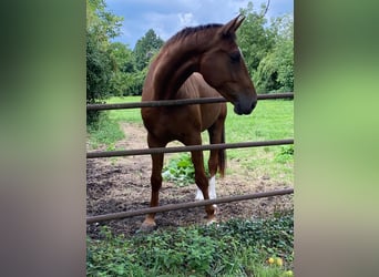 Oldenburg, Gelding, 5 years, 16,2 hh, Chestnut