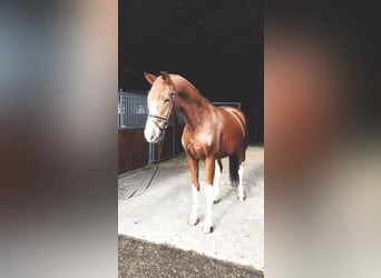 Oldenburg, Gelding, 5 years, 16,2 hh, Chestnut-Red