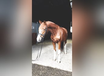 Oldenburg, Gelding, 5 years, 16,2 hh, Chestnut-Red