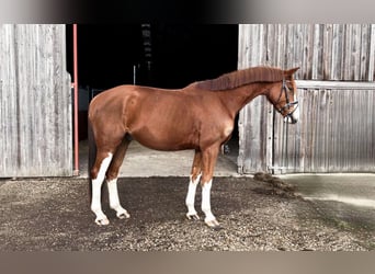 Oldenburg, Gelding, 5 years, 16,2 hh, Chestnut-Red