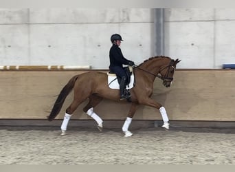 Oldenburg, Gelding, 5 years, 16,2 hh, Chestnut-Red