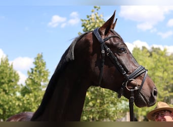 Oldenburg, Gelding, 5 years, 16,2 hh, Smoky-Black