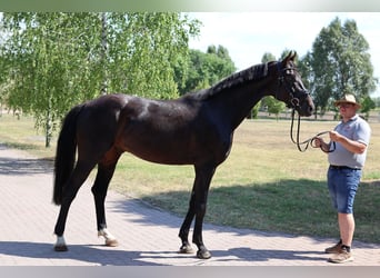 Oldenburg, Gelding, 5 years, 16,2 hh, Smoky-Black
