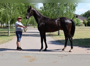 Oldenburg, Gelding, 5 years, 16,2 hh, Smoky-Black