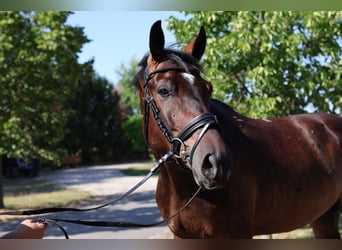 Oldenburg, Gelding, 5 years, 16,3 hh, Bay-Dark