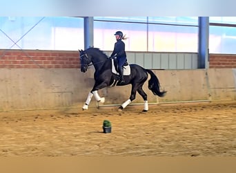 Oldenburg, Gelding, 5 years, 16,3 hh, Black