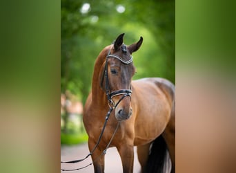 Oldenburg, Gelding, 5 years, 16,3 hh, Brown