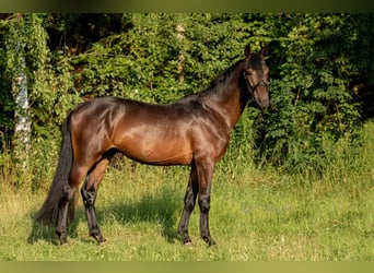 Oldenburg, Gelding, 5 years, 16,3 hh, Brown