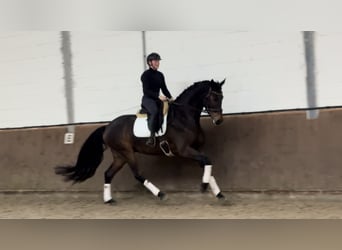Oldenburg, Gelding, 5 years, 16,3 hh, Brown