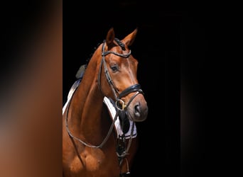 Oldenburg, Gelding, 5 years, 16,3 hh, Brown