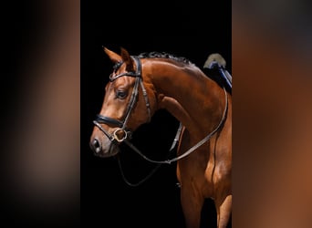 Oldenburg, Gelding, 5 years, 16,3 hh, Brown