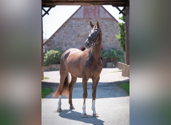 Oldenburg, Gelding, 5 years, 16,3 hh, Chestnut