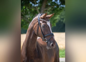 Oldenburg, Gelding, 5 years, 16,3 hh, Chestnut