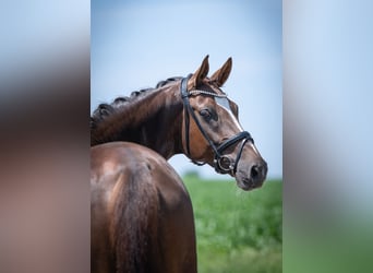 Oldenburg, Gelding, 5 years, 16,3 hh, Chestnut