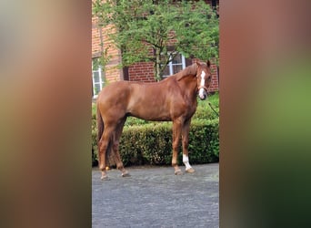 Oldenburg, Gelding, 5 years, 16,3 hh, Chestnut-Red