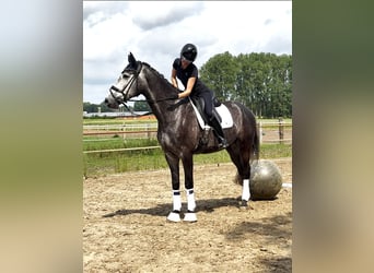 Oldenburg, Gelding, 5 years, 16,3 hh, Gray