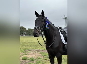 Oldenburg, Gelding, 5 years, 16,3 hh, Smoky-Black