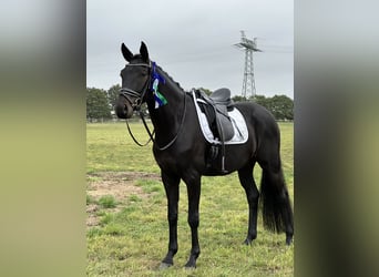 Oldenburg, Gelding, 5 years, 16,3 hh, Smoky-Black