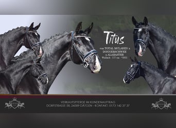 Oldenburg, Gelding, 5 years, 17.1 hh, Black