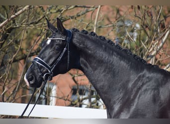 Oldenburg, Gelding, 5 years, 17.1 hh, Black