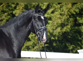 Oldenburg, Gelding, 5 years, 17.1 hh, Black