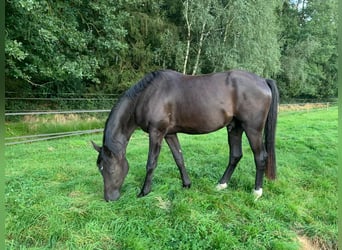 Oldenburg, Gelding, 5 years, 17.1 hh, Black