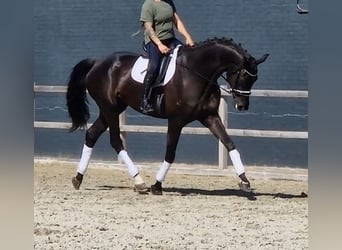 Oldenburg, Gelding, 5 years, 17.1 hh, Black