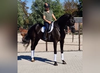 Oldenburg, Gelding, 5 years, 17.1 hh, Black