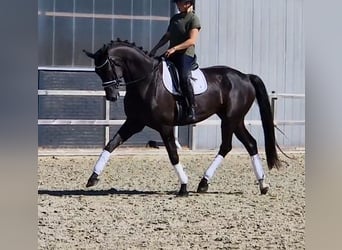Oldenburg, Gelding, 5 years, 17.1 hh, Black