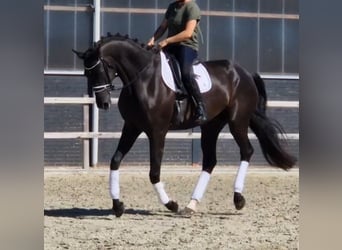 Oldenburg, Gelding, 5 years, 17.1 hh, Black
