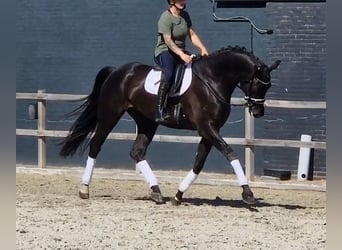 Oldenburg, Gelding, 5 years, 17.1 hh, Black