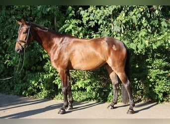 Oldenburg, Gelding, 5 years, 17.1 hh, Brown