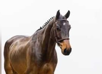 Oldenburg, Gelding, 5 years, 17,1 hh, Brown